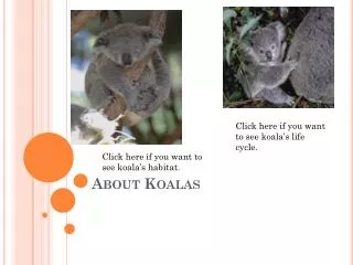 About Koalas