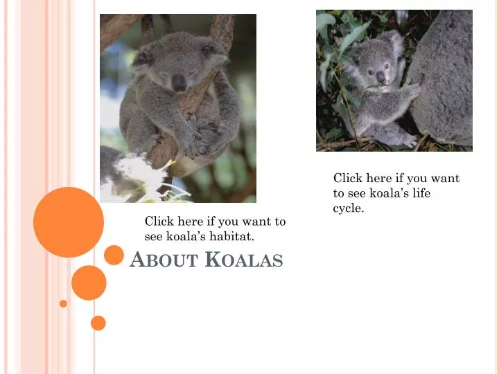 about koalas