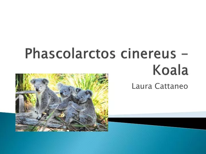 phascolarctos cinereus koala