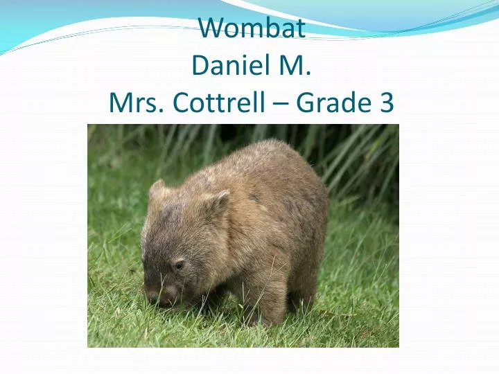 wombat daniel m mrs cottrell grade 3