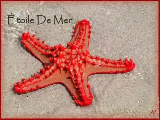toile de mer