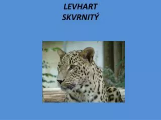 levhart skvrnit