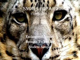 Snow Leopard ( Uncia uncia )