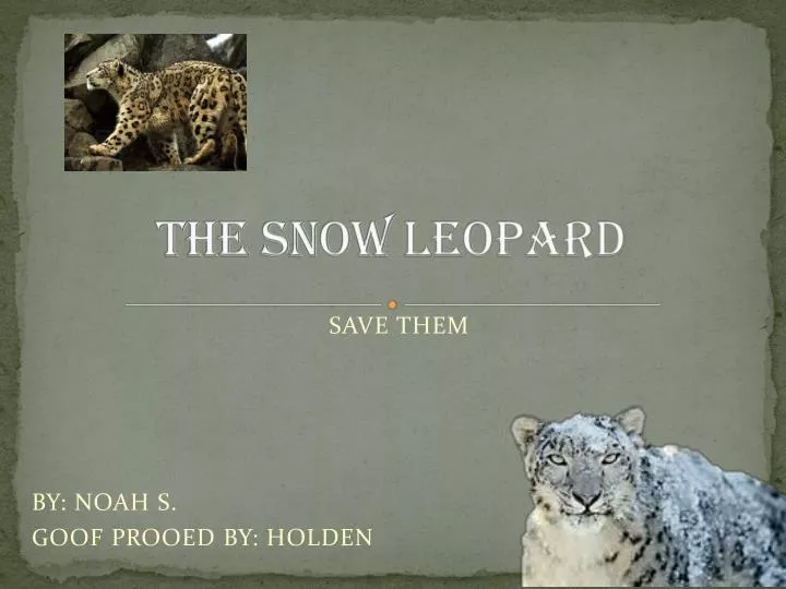 the snow leopard