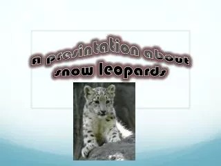 A presintation about snow leopards