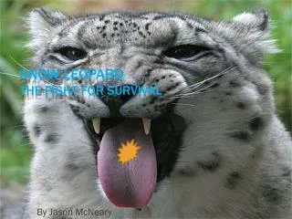 Snow Leopard the fight for survival