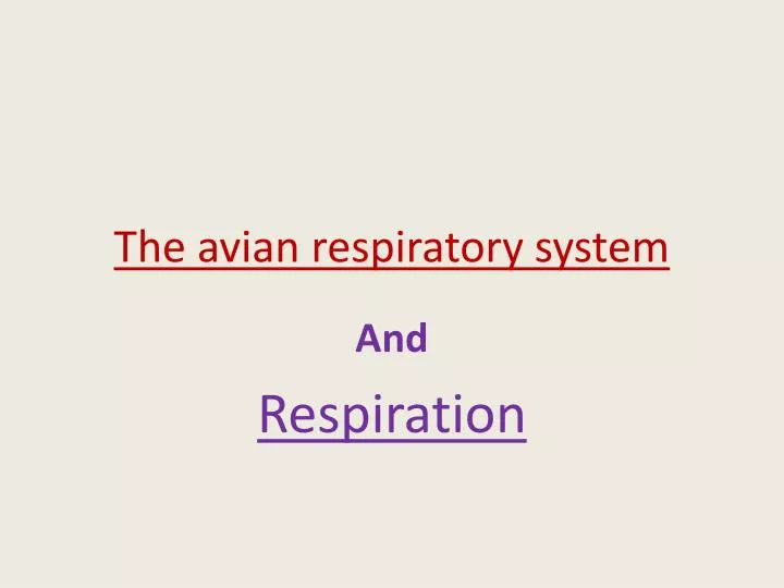 the avian respiratory system