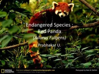 Endangered Species : Red Panda (Ailurus Fulgens)