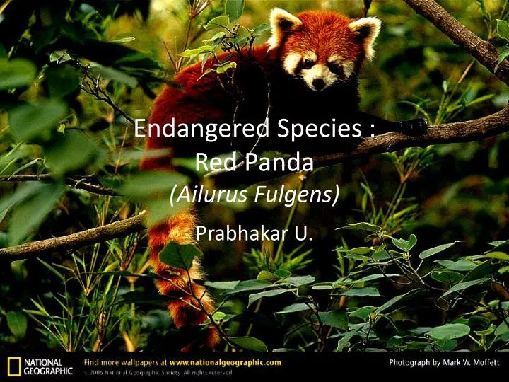 endangered species red panda ailurus fulgens