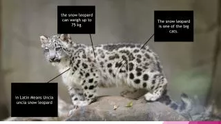 The snow leopard is one of the big cats.