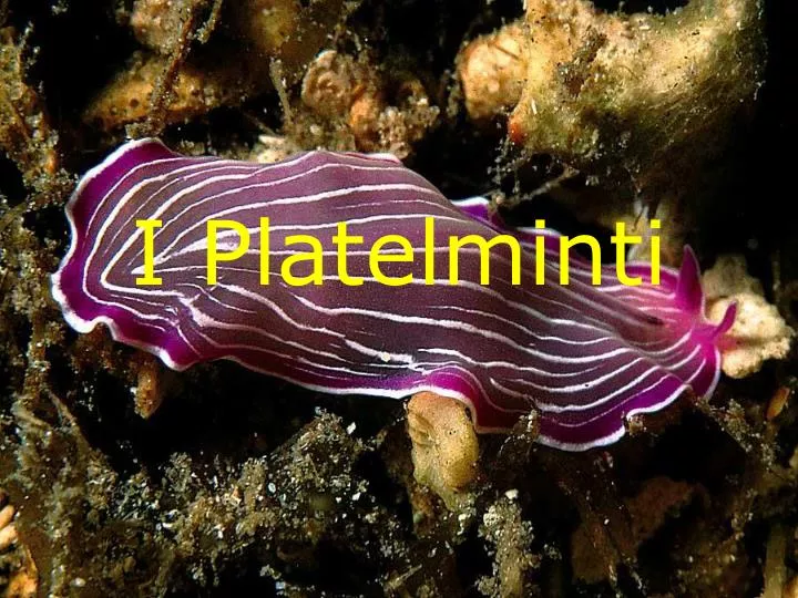 i platelminti