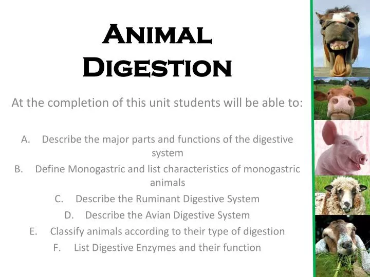 animal digestion