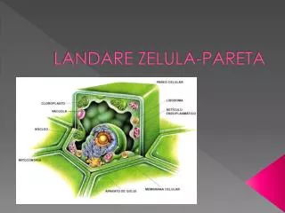 LANDARE ZELULA-PARETA