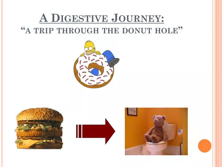 a digestive journey a trip through the donut hole