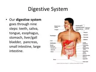 digestive system