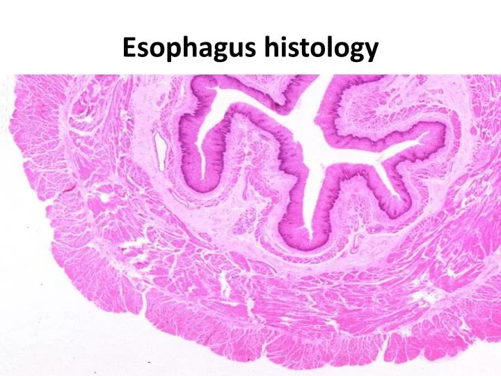 esophagus histology