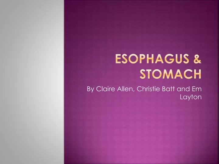 esophagus stomach