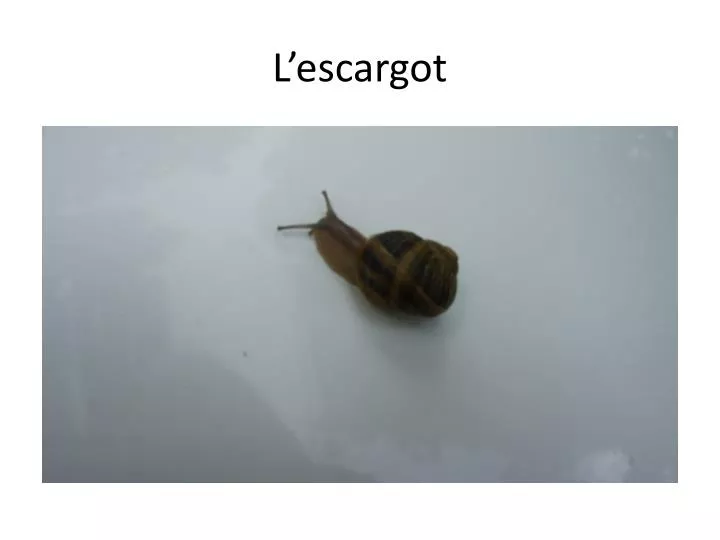 l escargot