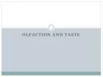 Olfaction and Taste - slide 1