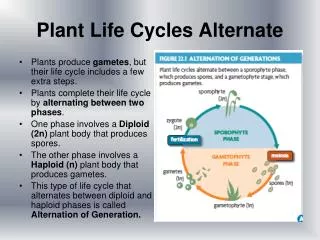 Plant Life Cycles Alternate