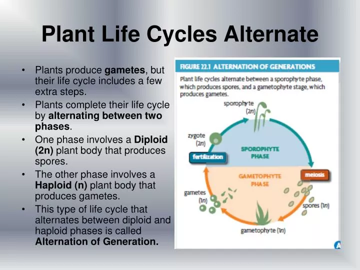 plant life cycles alternate