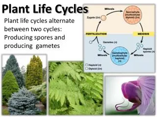 Plant Life Cycles