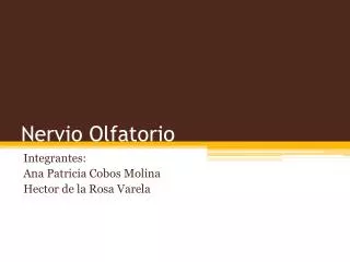 nervio olfatorio