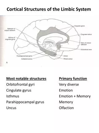 Cortical Structures of the Limbic System