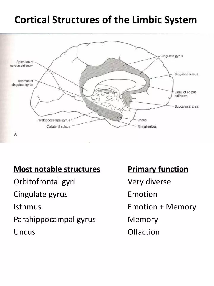 cortical structures of the limbic system