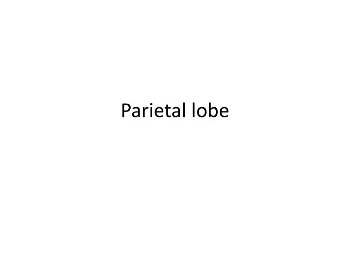 parietal lobe