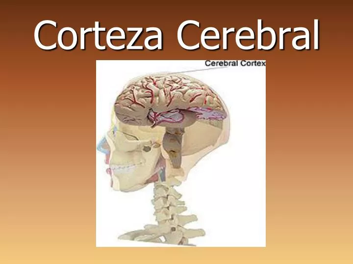 corteza cerebral