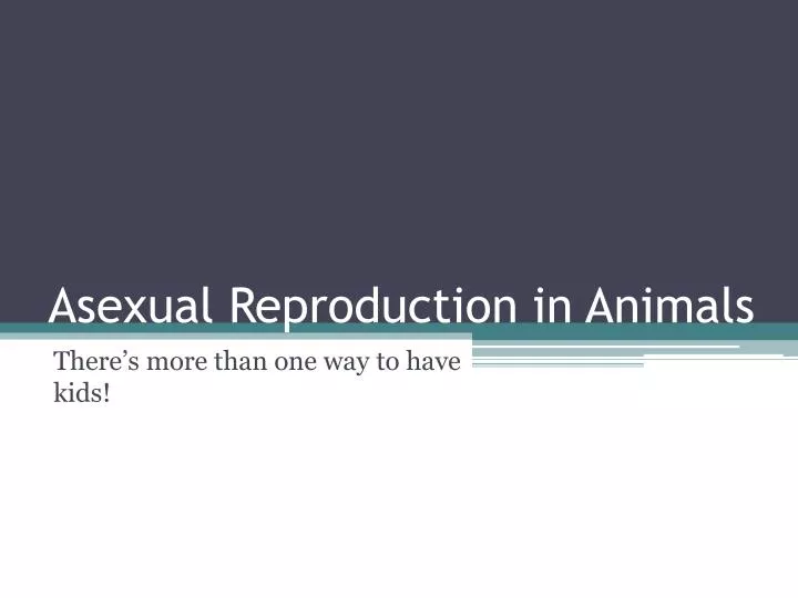 asexual reproduction in animals