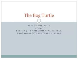 The Bog Turtle
