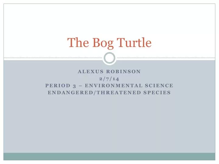 the bog turtle