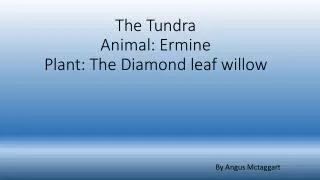 The Tundra Animal: Ermine Plant: The Diamond leaf willow