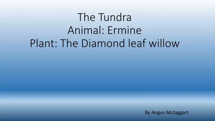 the tundra animal ermine plant the diamond leaf willow