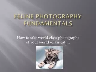 Feline Photography FUNdamentals