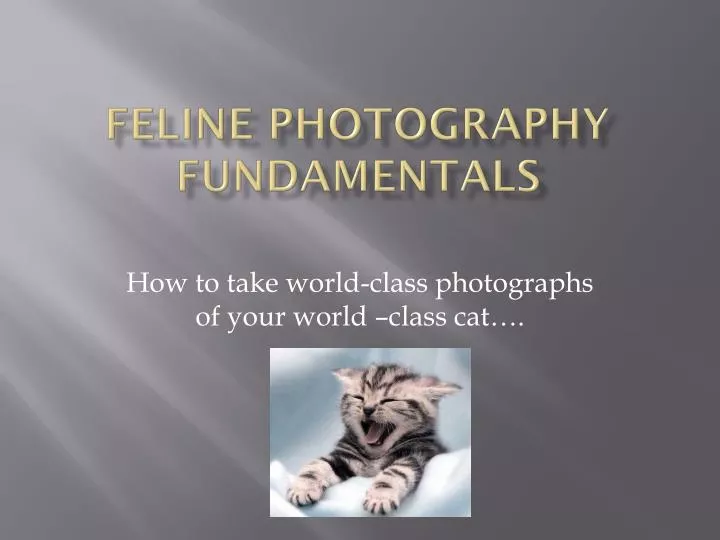 feline photography fundamentals