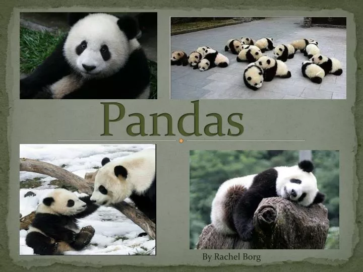 pandas