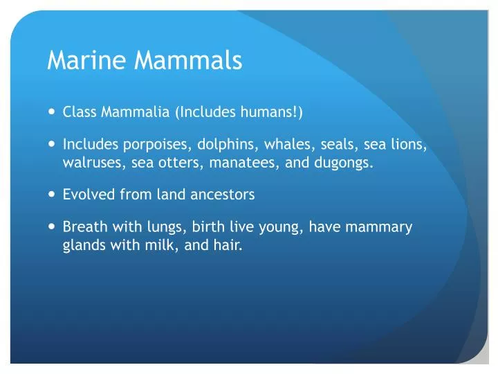 marine mammals