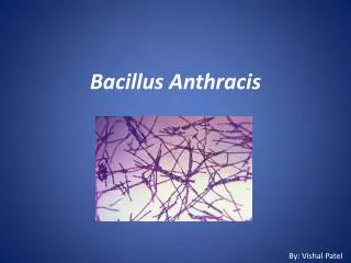 Bacillus A nthracis