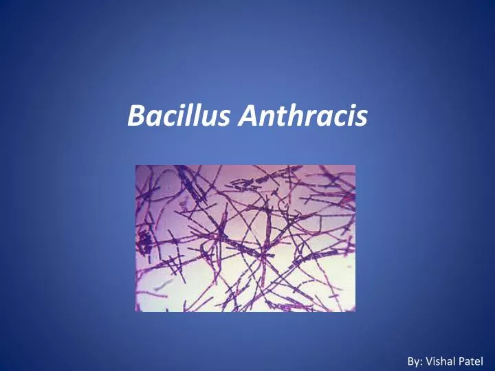 bacillus a nthracis