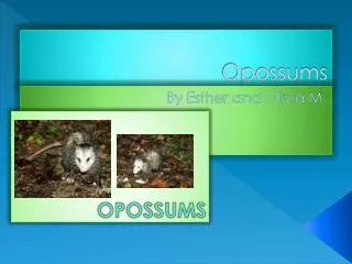 Opossums