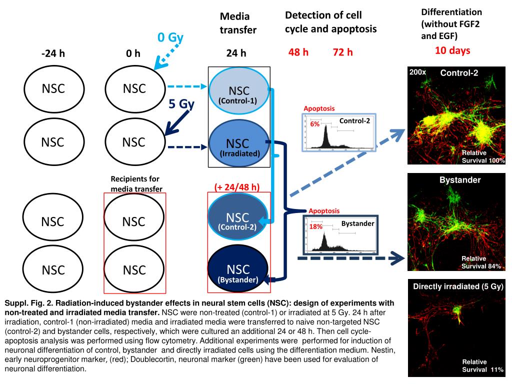 Nscs Flowchart PPT - Investigating Bystander Effects in Neural Stem Cells Post ...