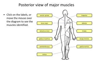 Posterior view of major muscles