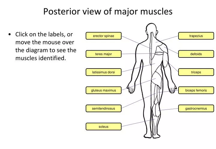 posterior view of major muscles