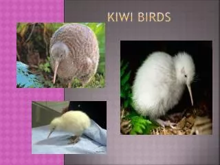 KIWI BIRDS