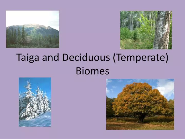 taiga and deciduous temperate biomes