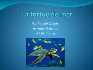 la tortue de mer