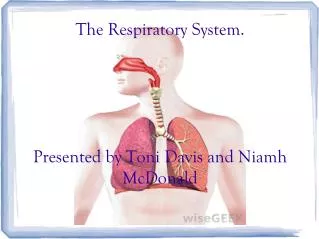 The Respiratory System. Presented by Toni Davis and Niamh McDonald